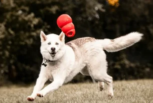 brinquedos interativos para cachorros