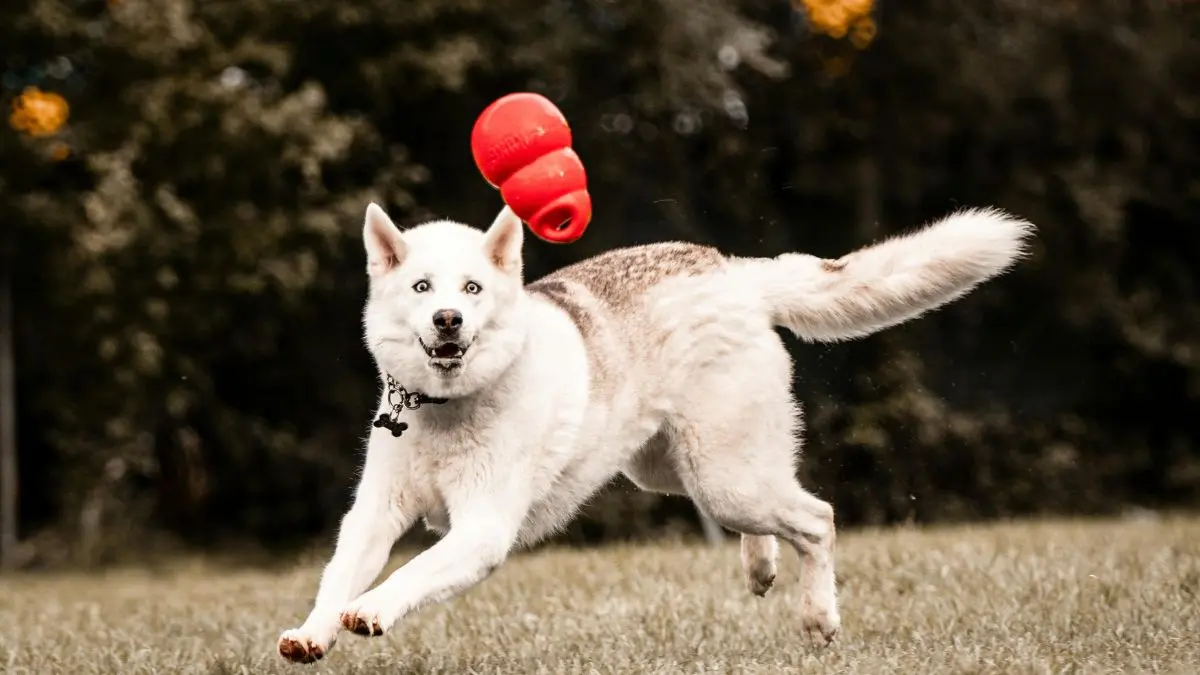 brinquedos interativos para cachorros