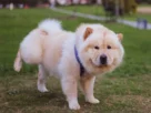 cachorro fazendo xixi