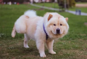 cachorro fazendo xixi
