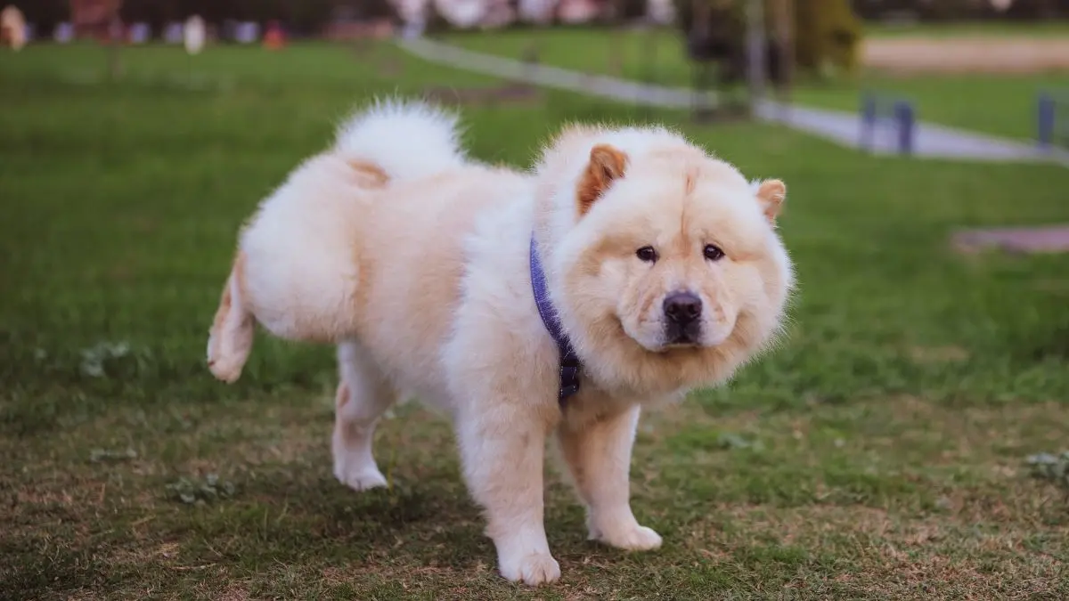cachorro fazendo xixi