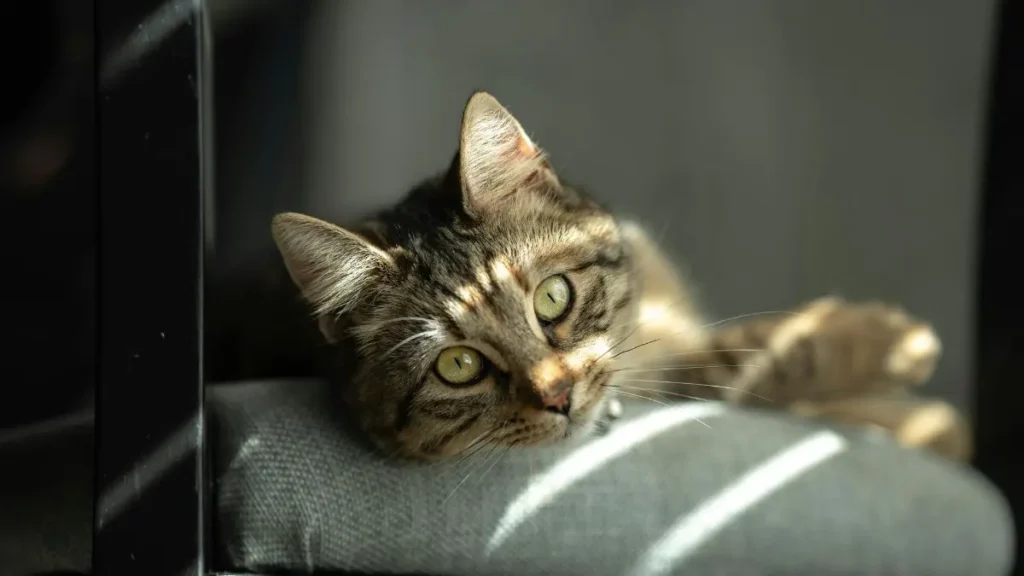 Gato Arranhando Móveis: Como Parar Sem Estresse e Funciona 2 gato arranhando 1