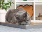 gato arranhando móveis