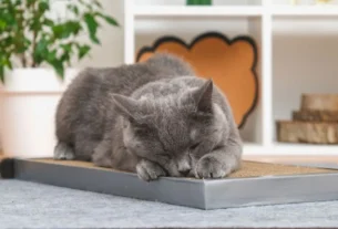 gato arranhando móveis