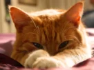 gato miando de madrugada
