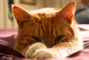 gato miando de madrugada