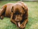 Alimentos proibidos para cães