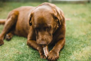 Alimentos proibidos para cães