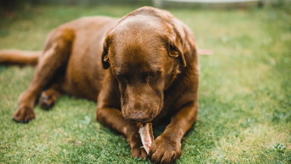 Alimentos Proibidos para Cães: Lista Completa do Que Nunca Oferecer ao Seu Pet 1 Alimentos proibidos para cães