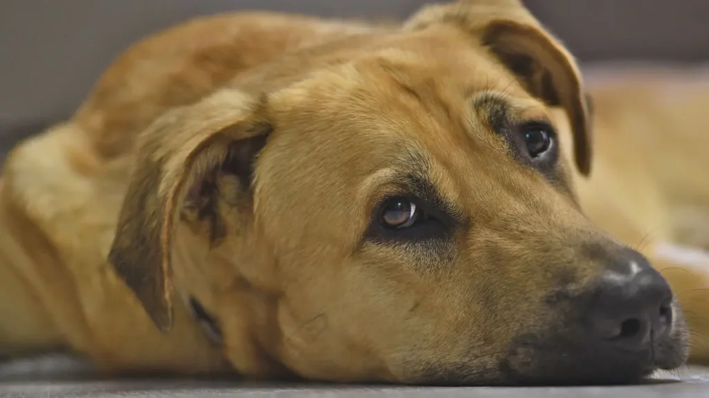Cachorro com Medo de Trovão e Fogos: Como Acalmar e Proteger Seu Pet 2 Cachorro com medo
