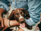 Cachorro com medo de trovão e fogos