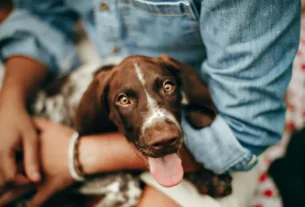 Cachorro com medo de trovão e fogos