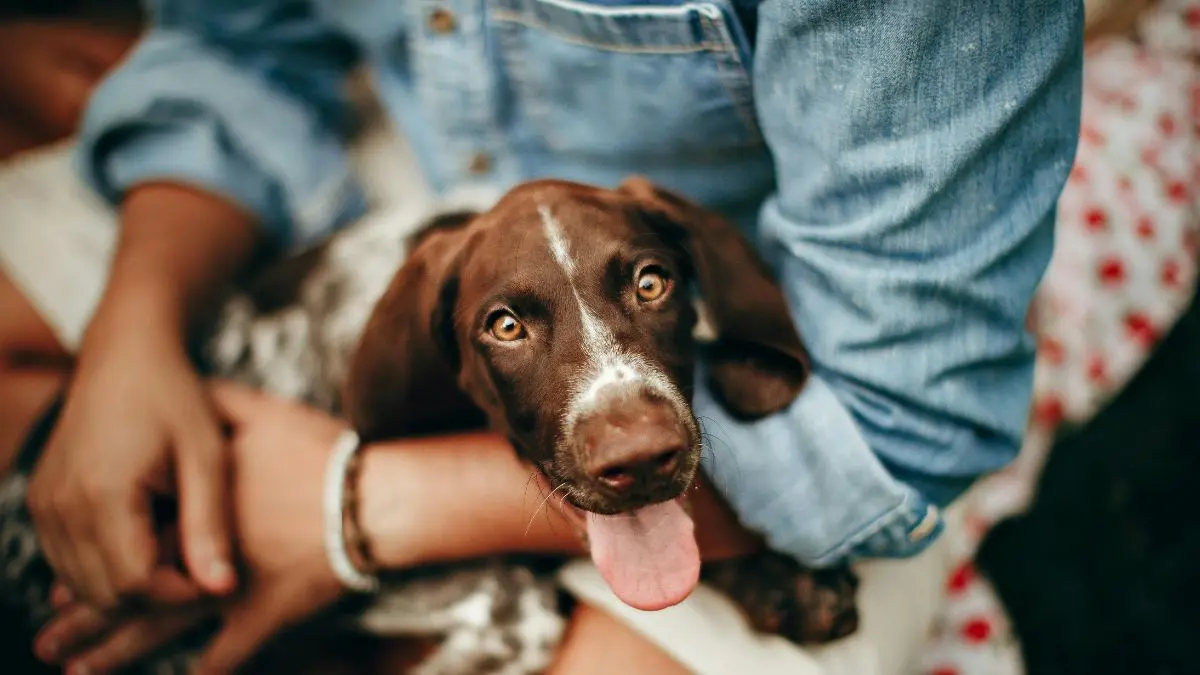 Cachorro com Medo de Trovão e Fogos: Como Acalmar e Proteger Seu Pet 1 Cachorro com medo de trovão e fogos