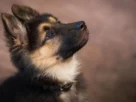 Como adestrar filhote de cachorro