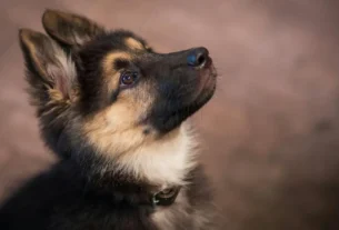 Como adestrar filhote de cachorro