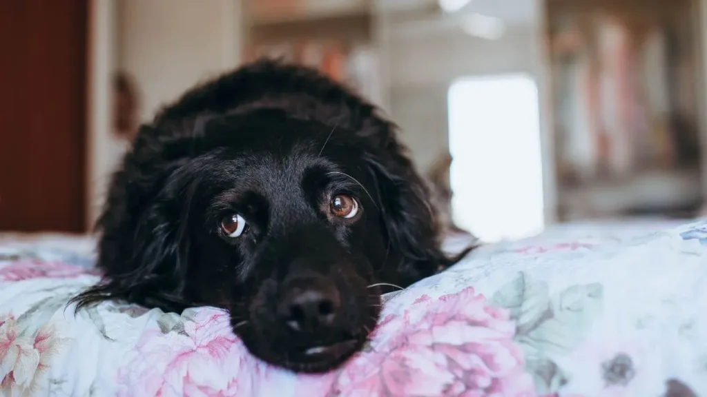 Leishmaniose Canina: Saiba Como Reconhecer os Sintomas e Evitar a Doença 2 Leishmaniose