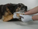 Leishmaniose canina