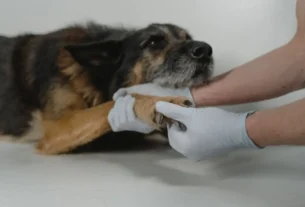 Leishmaniose canina