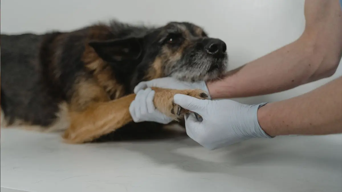 Leishmaniose Canina: Saiba Como Reconhecer os Sintomas e Evitar a Doença 1 Leishmaniose canina