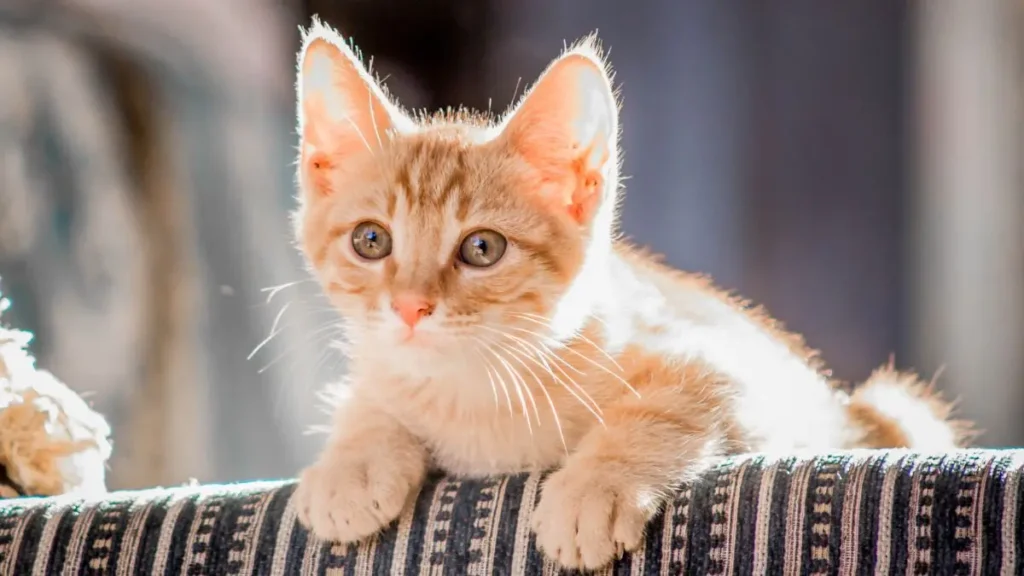 Sarna em gatos: sintomas, tratamento e como proteger seu pet 2 Sarna