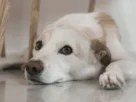 sarna em cães