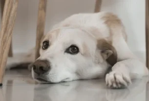 sarna em cães