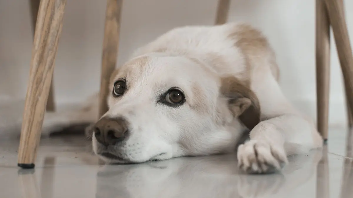 Sarna em Cães: Tipos e Tratamento Completo para Proteger Seu Pet (Parte 2) 1 sarna em cães