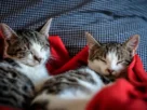 Sarna em gatos