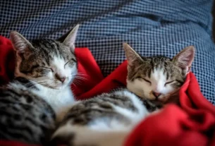 Sarna em gatos
