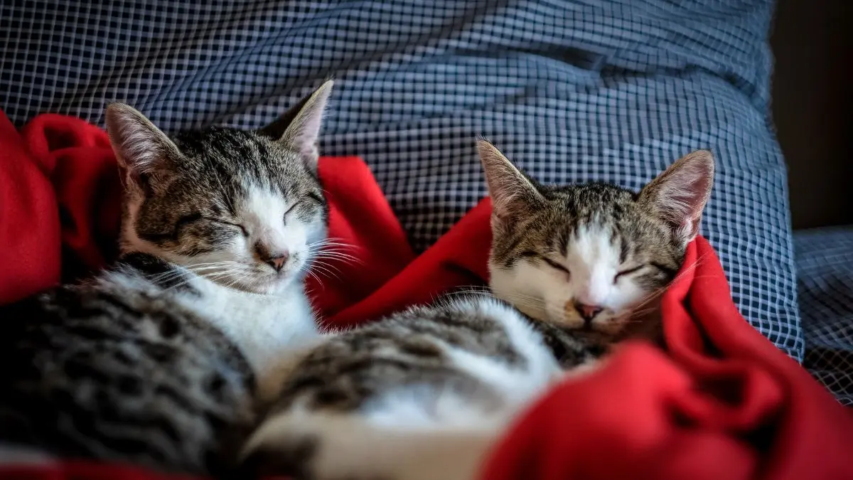 Sarna em gatos: sintomas, tratamento e como proteger seu pet 1 Sarna em gatos