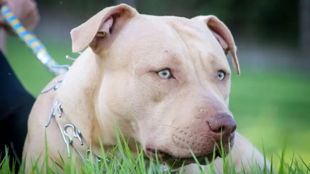 coleiras para cachorros