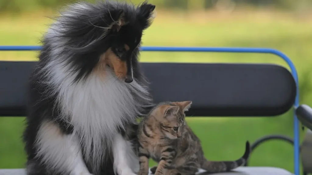 gato e cachorro