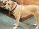 melhores coleiras para cachorros