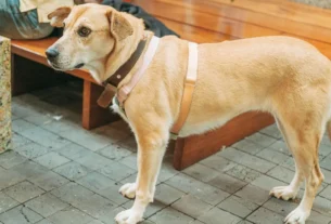 melhores coleiras para cachorros