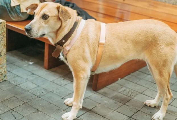 melhores coleiras para cachorros
