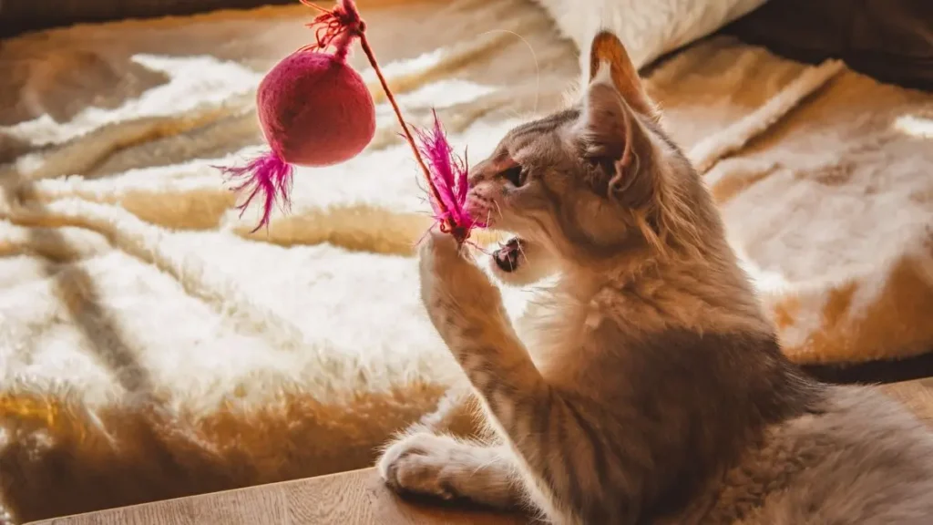 Brinquedos gatos