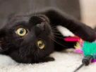 Brinquedos interativos para gatos