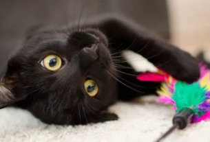 Brinquedos interativos para gatos