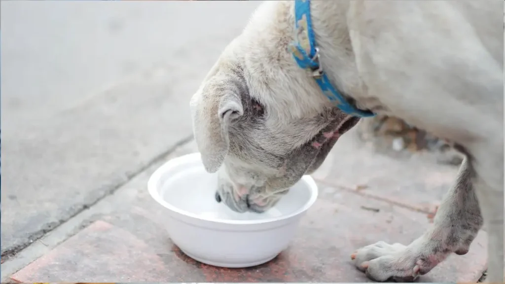 Cachorro bebendo agua