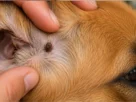 Erliquiose em Cães