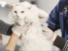 FIV felina