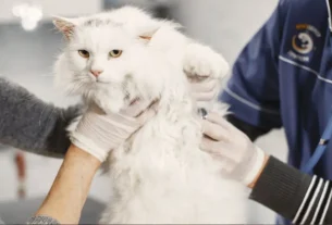 FIV felina