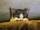 Gato com medo de trovão e fogos