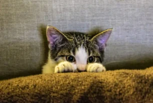 Gato com medo de trovão e fogos