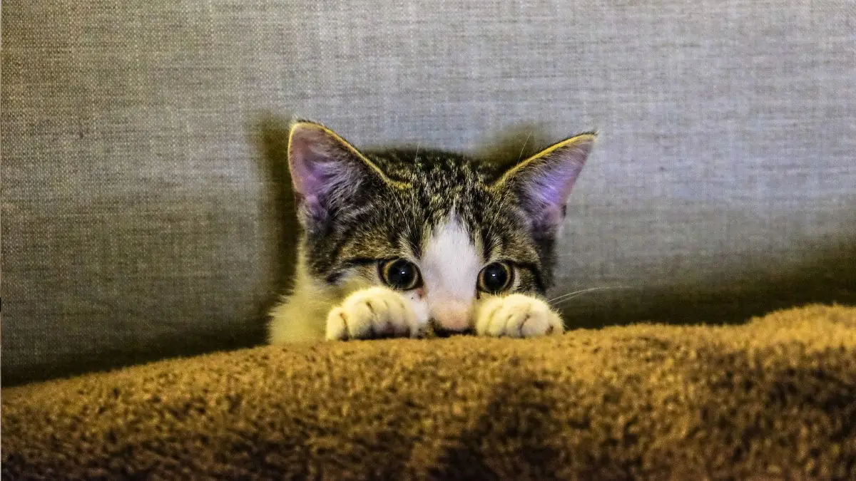 Gato com medo de trovão e fogos