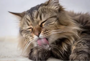 Gato vomitando bola de pelo