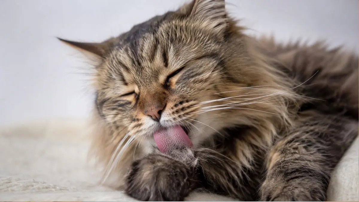 Gato vomitando bola de pelo