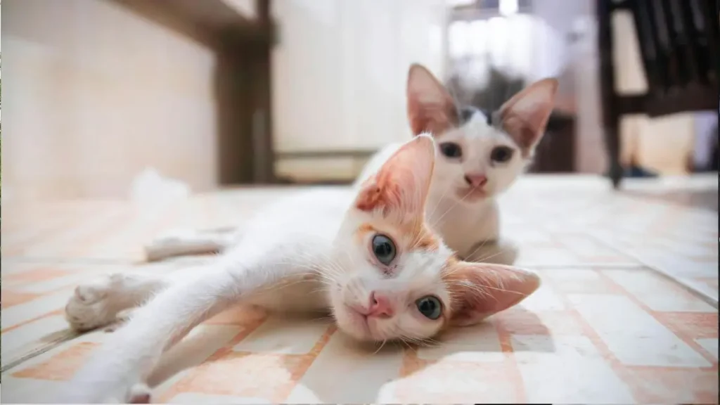 Leucemia Felina (FeLV): Sintomas, Tratamento e Como Proteger Seu Gato 4 Leucemia