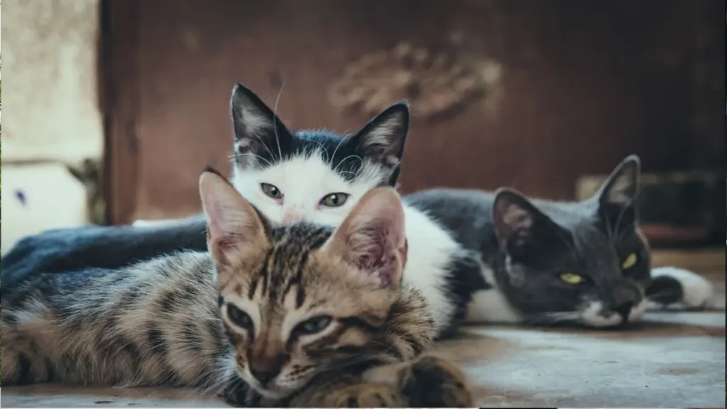 Leucemia Felina (FeLV): Sintomas, Tratamento e Como Proteger Seu Gato 3 Leucemia Felina