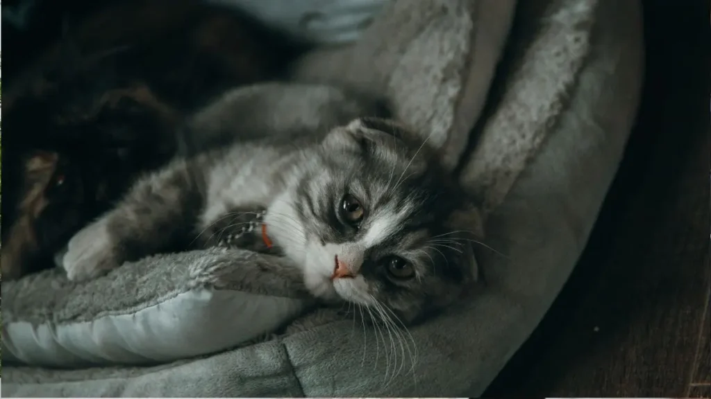 Leucemia Felina (FeLV): Sintomas, Tratamento e Como Proteger Seu Gato 2 Leucemia Felina FeLV1